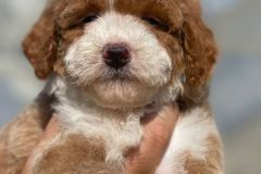 mario-bernedoodle-male-mini-size-3-months-red-white-particolour-vaccinated-potty-crate-trained-3