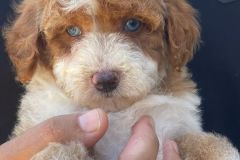 mario-bernedoodle-male-mini-size-3-months-red-white-particolour-vaccinated-potty-crate-trained-5