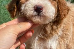 mario-bernedoodle-male-mini-size-3-months-red-white-particolour-vaccinated-potty-crate-trained-6