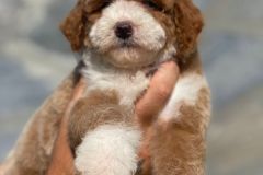 mario-bernedoodle-male-mini-size-3-months-red-white-particolour-vaccinated-potty-crate-trained