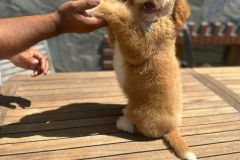 martin-standard-poodle-male-standard-size-3-months-red-white-particolour-vaccinated-potty-crate-trained-2