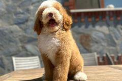 martin-standard-poodle-male-standard-size-3-months-red-white-particolour-vaccinated-potty-crate-trained-3