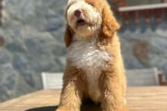 martin-standard-poodle-male-standard-size-3-months-red-white-particolour-vaccinated-potty-crate-trained-4