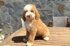 martin-standard-poodle-male-standard-size-3-months-red-white-particolour-vaccinated-potty-crate-trained-5