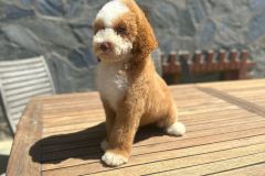 martin-standard-poodle-male-standard-size-3-months-red-white-particolour-vaccinated-potty-crate-trained-6