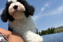 michael-labradoodle-male-standard-size-3-months-black-white-particolour-vaccinated-potty-crate-trained-10