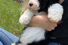 michael-labradoodle-male-standard-size-3-months-black-white-particolour-vaccinated-potty-crate-trained-11