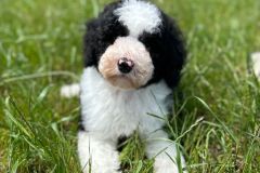 michael-labradoodle-male-standard-size-3-months-black-white-particolour-vaccinated-potty-crate-trained-12