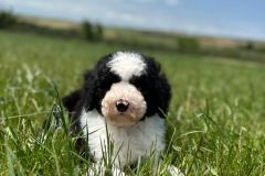 michael-labradoodle-male-standard-size-3-months-black-white-particolour-vaccinated-potty-crate-trained-13