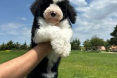michael-labradoodle-male-standard-size-3-months-black-white-particolour-vaccinated-potty-crate-trained-14