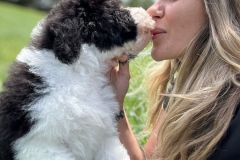michael-labradoodle-male-standard-size-3-months-black-white-particolour-vaccinated-potty-crate-trained-15