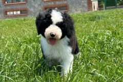 michael-labradoodle-male-standard-size-3-months-black-white-particolour-vaccinated-potty-crate-trained-2
