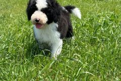 michael-labradoodle-male-standard-size-3-months-black-white-particolour-vaccinated-potty-crate-trained-3