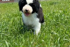 michael-labradoodle-male-standard-size-3-months-black-white-particolour-vaccinated-potty-crate-trained-4