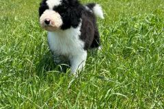michael-labradoodle-male-standard-size-3-months-black-white-particolour-vaccinated-potty-crate-trained-5