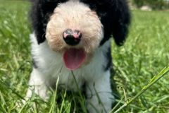 michael-labradoodle-male-standard-size-3-months-black-white-particolour-vaccinated-potty-crate-trained-6