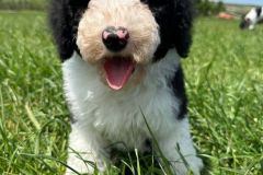michael-labradoodle-male-standard-size-3-months-black-white-particolour-vaccinated-potty-crate-trained-7