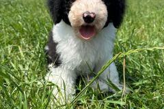 michael-labradoodle-male-standard-size-3-months-black-white-particolour-vaccinated-potty-crate-trained-8