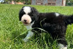michael-labradoodle-male-standard-size-3-months-black-white-particolour-vaccinated-potty-crate-trained-9