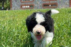 michael-labradoodle-male-standard-size-3-months-black-white-particolour-vaccinated-potty-crate-trained
