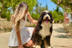 namos-tricolour-bernedoodle-standard-size
