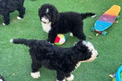 IMG-20240729-WA0088