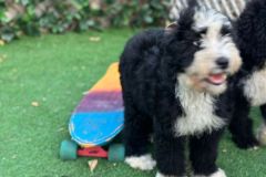nasha-nikky-nina-nora-bernedoodle-puppies