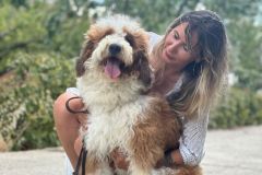 nobu-red-and-white-particolour-bernedoodle