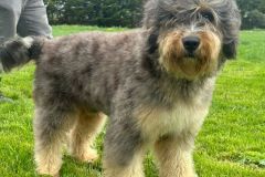 odin-bernedoodle-male-mini-size-10-months-blue-merle-phantom-one-eye-blue-fully-vaccinated-fully-trained-2