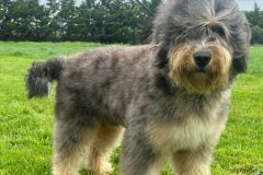 odin-bernedoodle-male-mini-size-10-months-blue-merle-phantom-one-eye-blue-fully-vaccinated-fully-trained-3