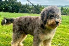odin-bernedoodle-male-mini-size-10-months-blue-merle-phantom-one-eye-blue-fully-vaccinated-fully-trained-4