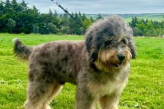 odin-bernedoodle-male-mini-size-10-months-blue-merle-phantom-one-eye-blue-fully-vaccinated-fully-trained-5
