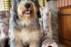 odin-bernedoodle-male-mini-size-10-months-blue-merle-phantom-one-eye-blue-fully-vaccinated-fully-trained-6