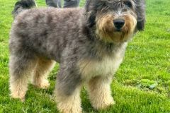 odin-bernedoodle-male-mini-size-10-months-blue-merle-phantom-one-eye-blue-fully-vaccinated-fully-trained