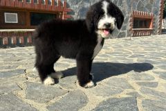 oslo-bernedoodle-male-standard-size-3-months-black-white-bicolour-vaccinated-potty-crate-trained-2