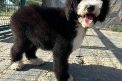 oslo-bernedoodle-male-standard-size-3-months-black-white-bicolour-vaccinated-potty-crate-trained-3