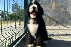 oslo-bernedoodle-male-standard-size-3-months-black-white-bicolour-vaccinated-potty-crate-trained-4