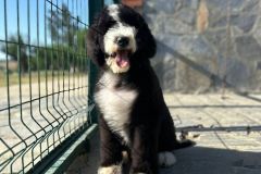 oslo-bernedoodle-male-standard-size-3-months-black-white-bicolour-vaccinated-potty-crate-trained-5