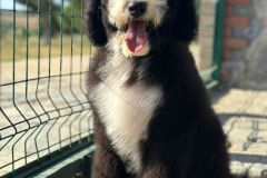 oslo-bernedoodle-male-standard-size-3-months-black-white-bicolour-vaccinated-potty-crate-trained-6