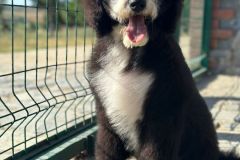 oslo-bernedoodle-male-standard-size-3-months-black-white-bicolour-vaccinated-potty-crate-trained-7