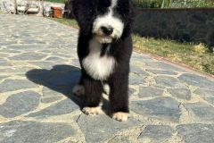 oslo-bernedoodle-male-standard-size-3-months-black-white-bicolour-vaccinated-potty-crate-trained-8
