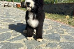 oslo-bernedoodle-male-standard-size-3-months-black-white-bicolour-vaccinated-potty-crate-trained-9