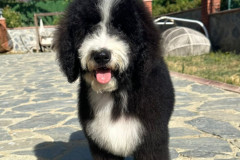 oslo-bernedoodle-male-standard-size-3-months-black-white-bicolour-vaccinated-potty-crate-trained-cover