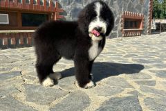 oslo-bernedoodle-male-standard-size-3-months-black-white-bicolour-vaccinated-potty-crate-trained