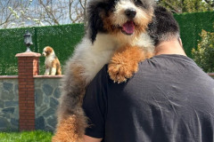 bernedoodle-father-blue-merle-tricolour-taco-3
