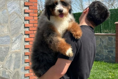 bernedoodle-father-blue-merle-tricolour-taco-4
