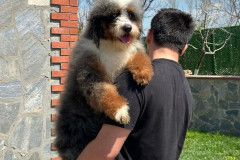 bernedoodle-father-blue-merle-tricolour-taco-5