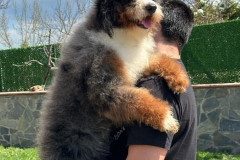 bernedoodle-father-blue-merle-tricolour-taco