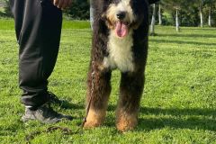 bernedoodle-standard-size-classic-colour-mother-brownie-2