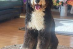 bernedoodle-standard-size-classic-colour-mother-brownie-3